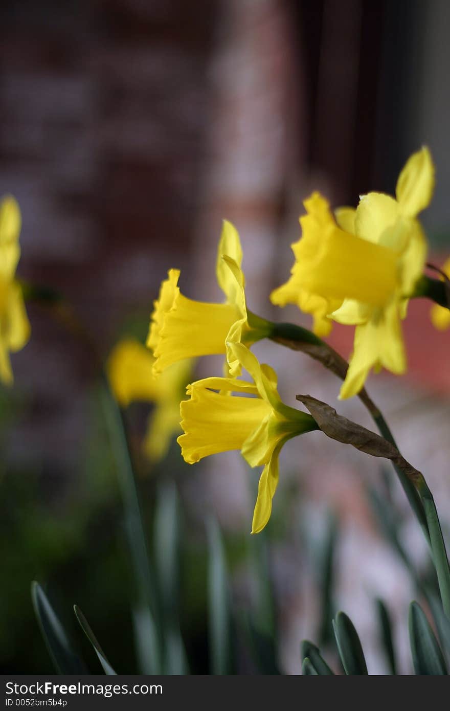 Yellow Flowers