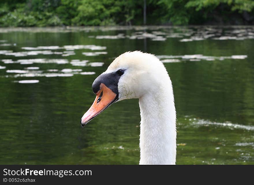 Portrait of a swan on the lake.