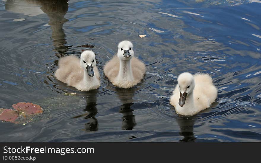 Three Playful Cygnets