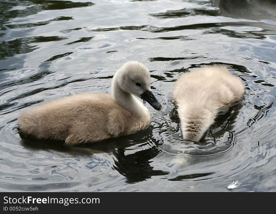 Two playful cygnets, one diving. Two playful cygnets, one diving