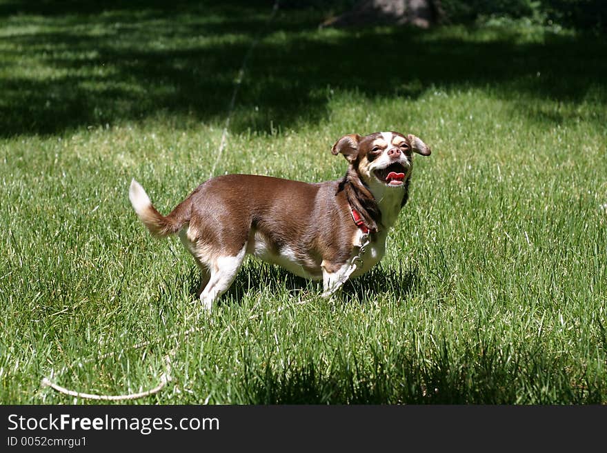 Chihuahua in the grass.