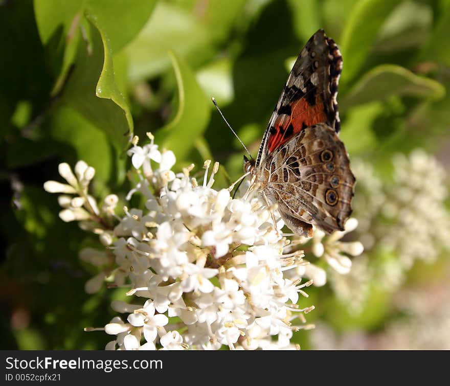 Butterfly sitting on top of some flowers. Butterfly sitting on top of some flowers.