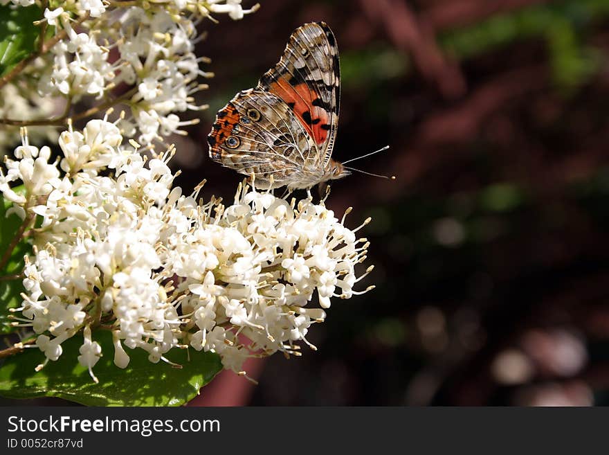 Butterfly