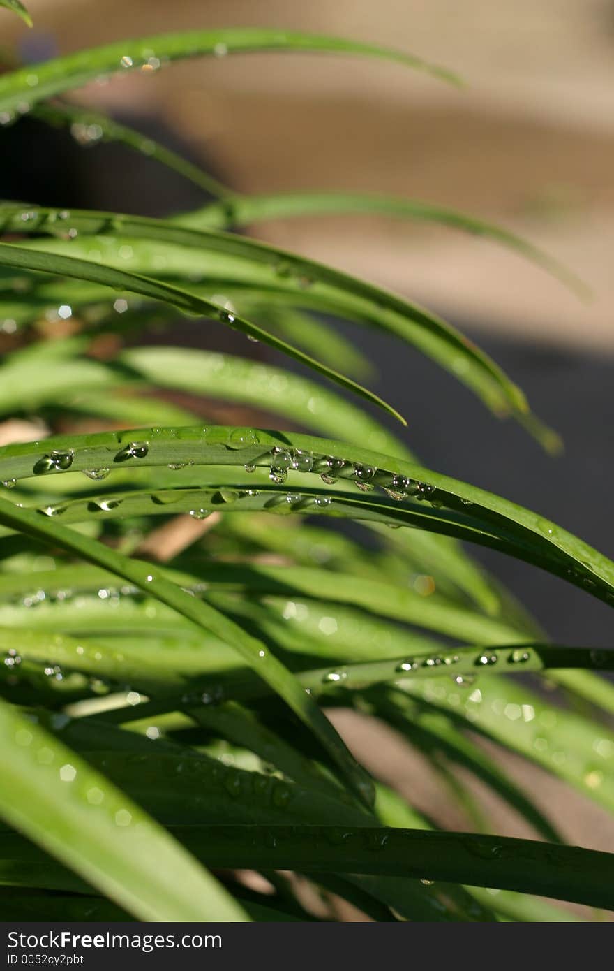 Wet Leaves