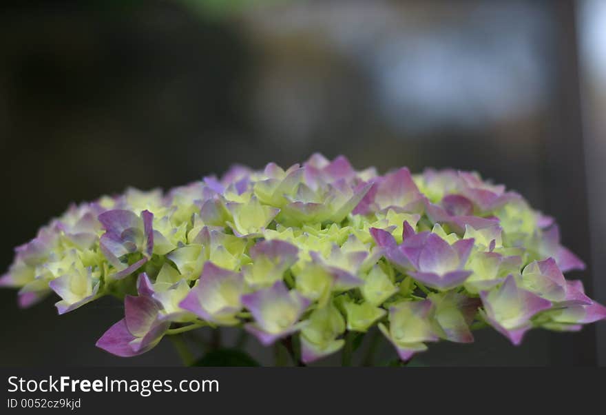 Easter Flowers