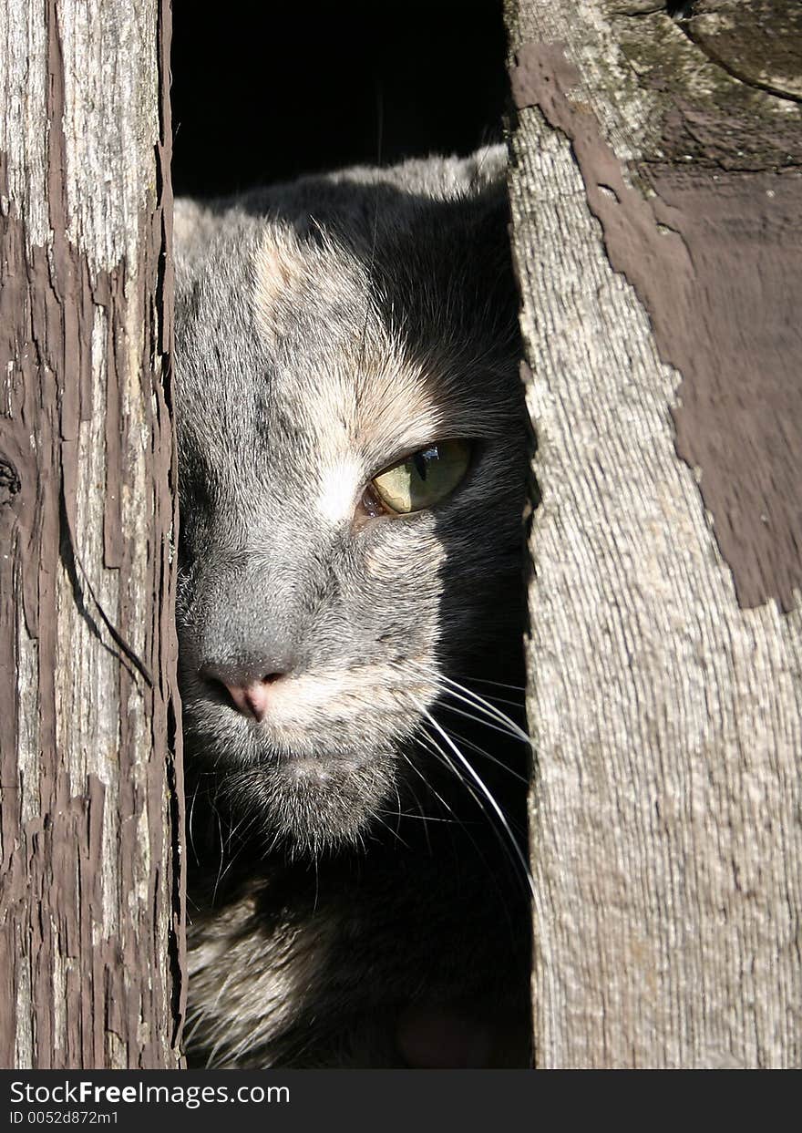 Cat looking through a rustic fence. Cat looking through a rustic fence