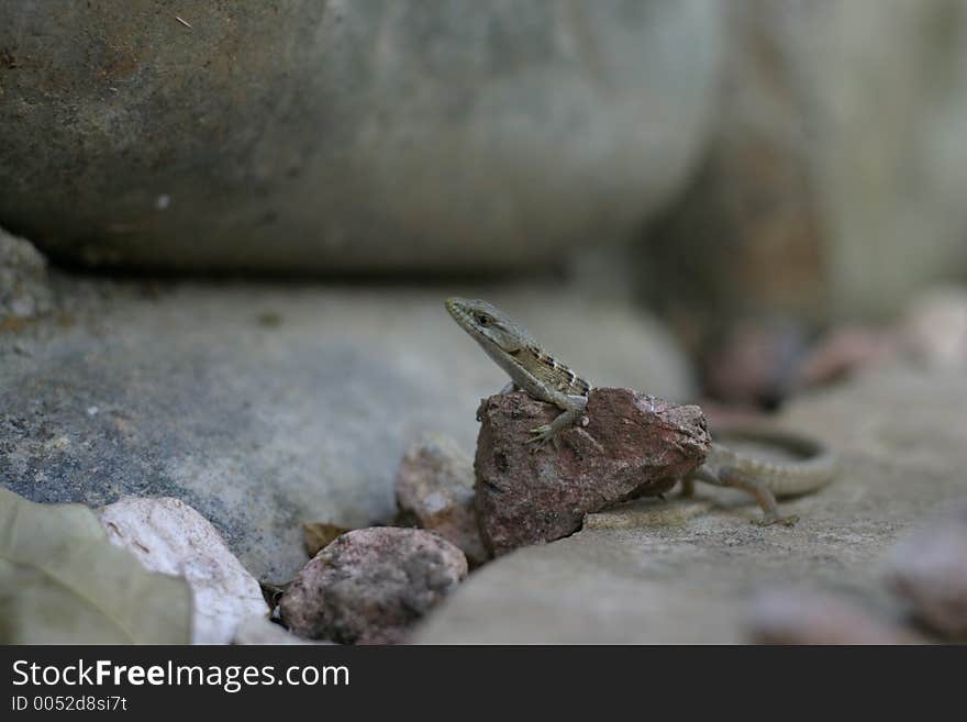 Lizard posing on a rock. Lizard posing on a rock.