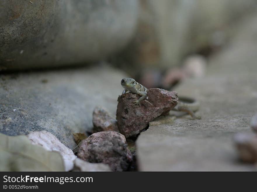 Lizard Face