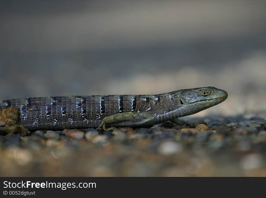 Macro Lizard