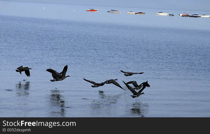 Geese in Flight