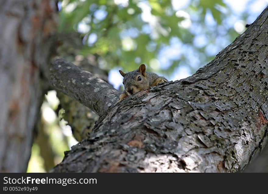 Playing peek-a-boo, very cute. Playing peek-a-boo, very cute.