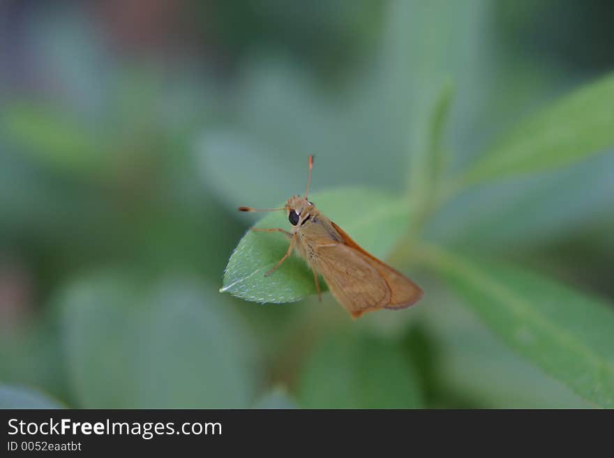 Butterfly sitting on a leaf. Butterfly sitting on a leaf.