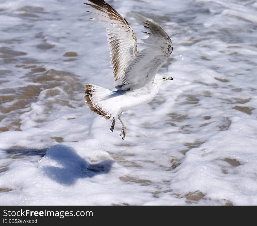 Gull flight