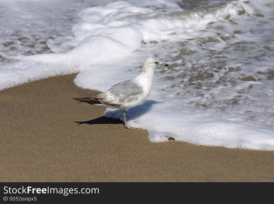 Seagull on beach