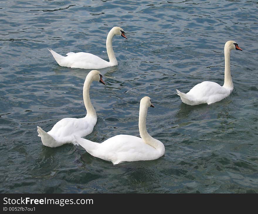 A group of swans in Luzern, Switzerland. A group of swans in Luzern, Switzerland