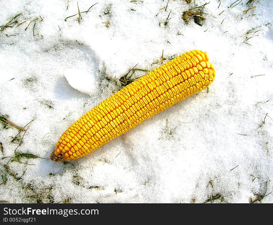 Corn At Snow