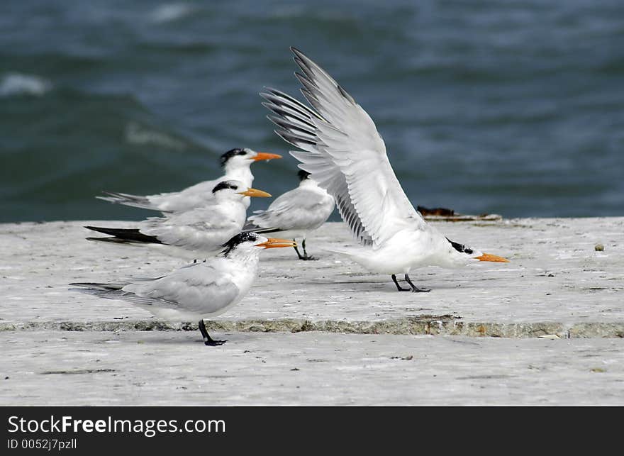 Sea gulls on the jetty