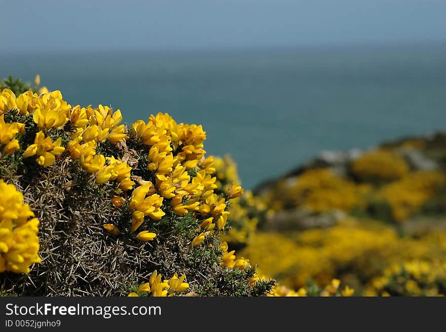 Yellow flowers, ocean as background