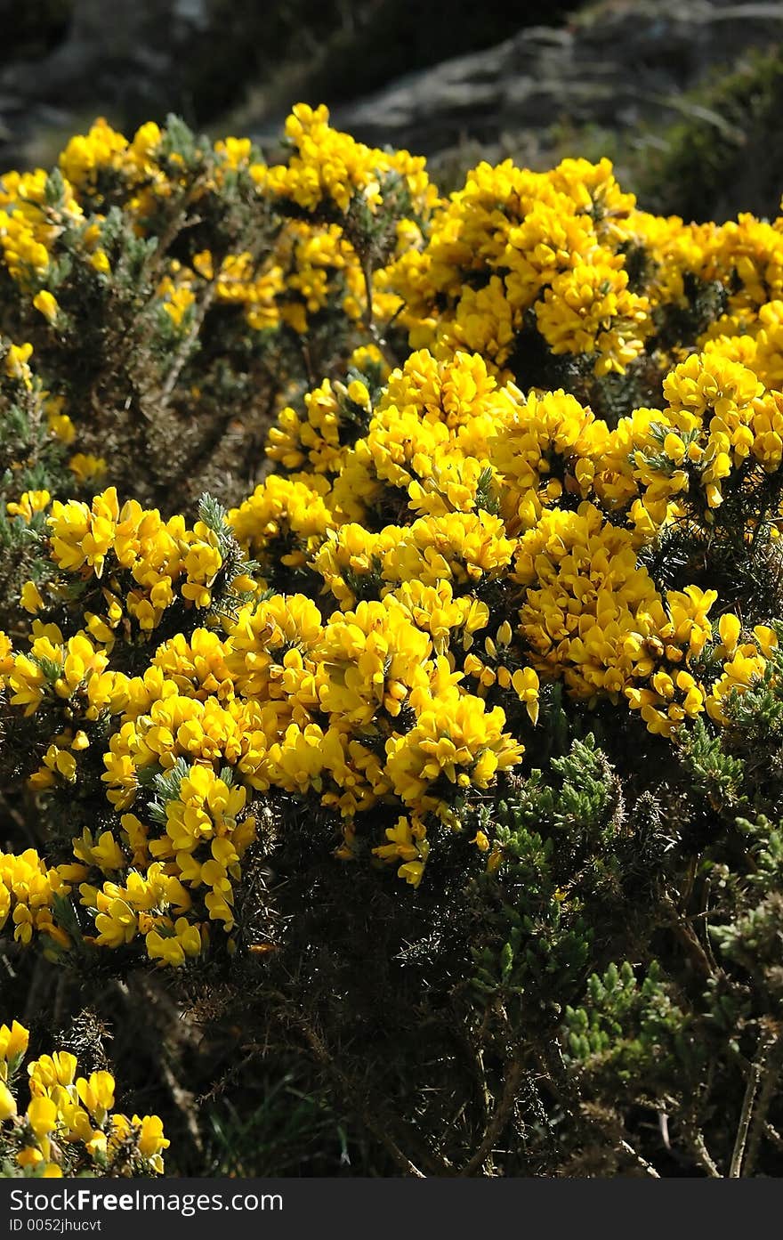 Yellow flower on Howth , Dublin. Yellow flower on Howth , Dublin