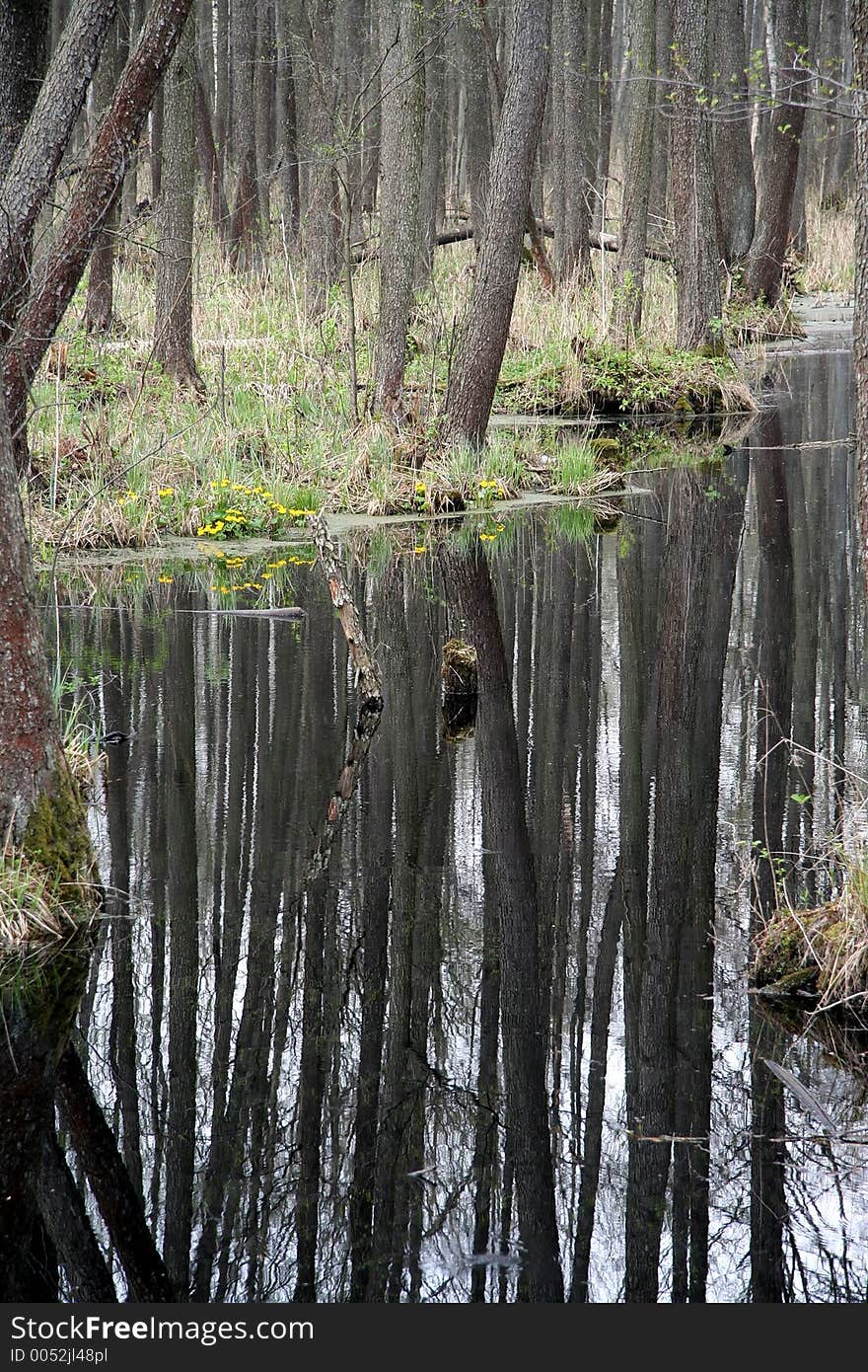 Forest over a creek with reflections in water. Forest over a creek with reflections in water