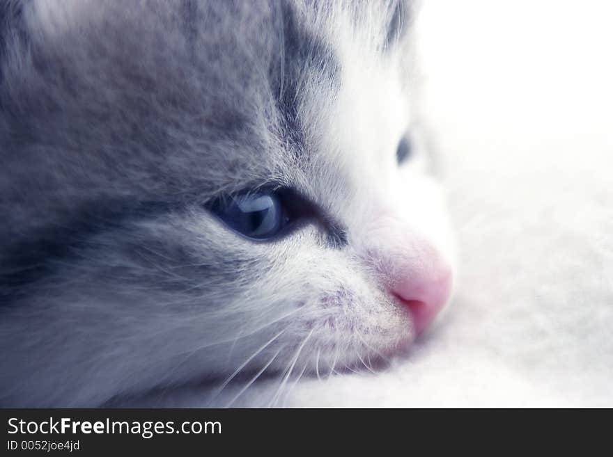 Kitten resting on a white blanket. Kitten resting on a white blanket