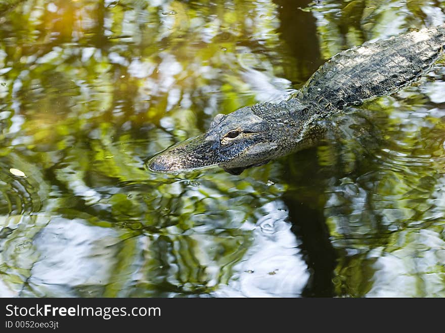 American alligator. American alligator