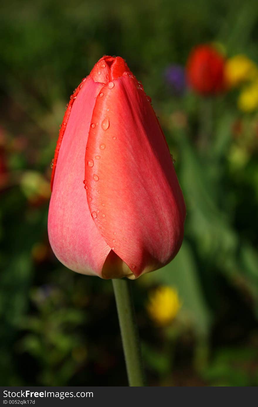 Spring flowers in my garden. Solar May day. Spring flowers in my garden. Solar May day.