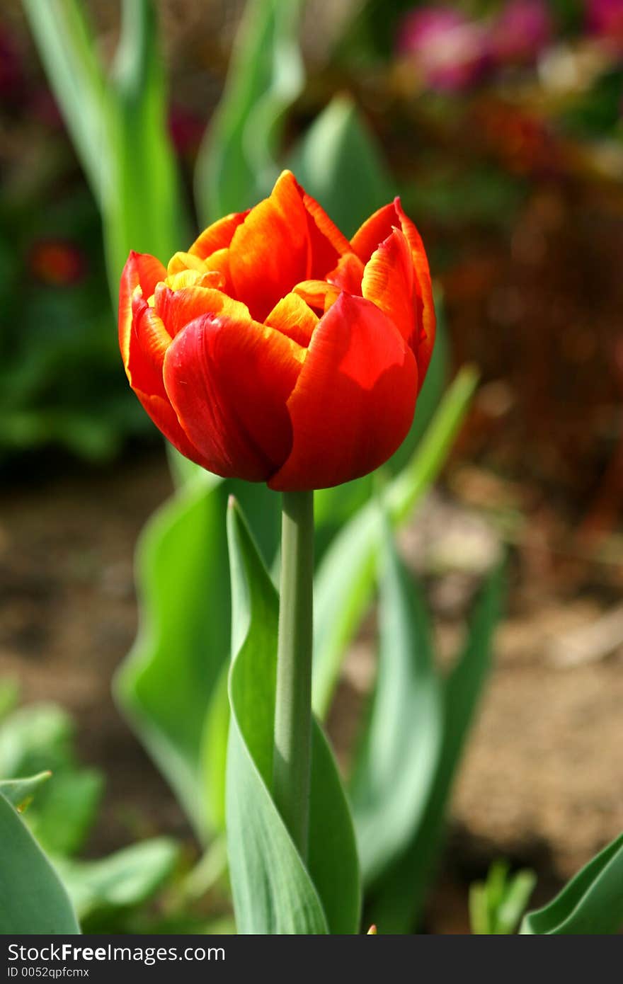 Spring flowers in my garden. Solar May day. Spring flowers in my garden. Solar May day.