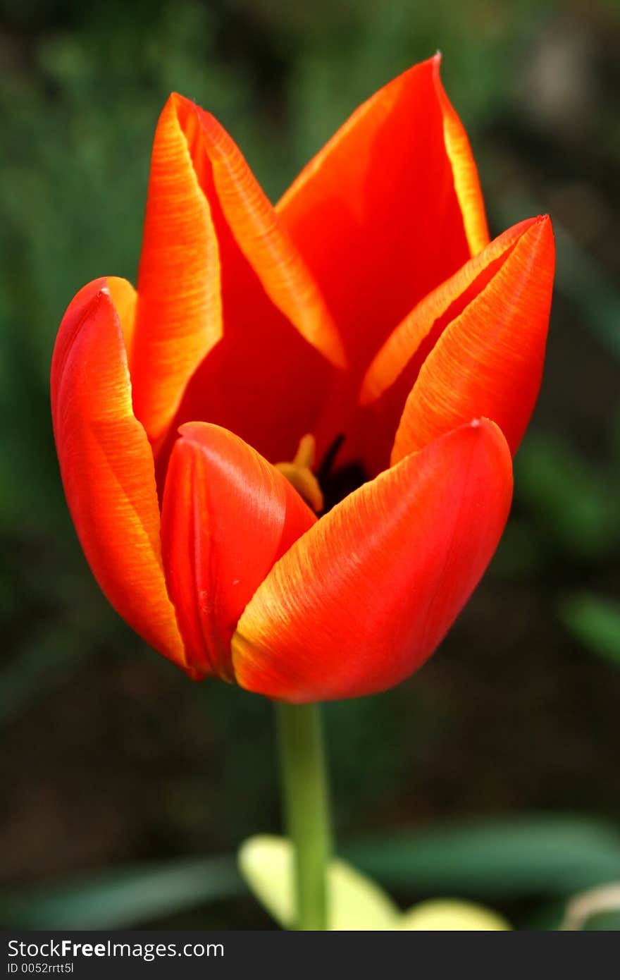 Red Tulip.