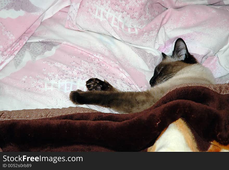 Sleeping cat in the bed, covered with blanket