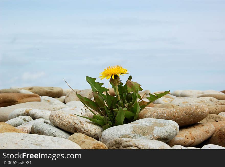 Life among stones