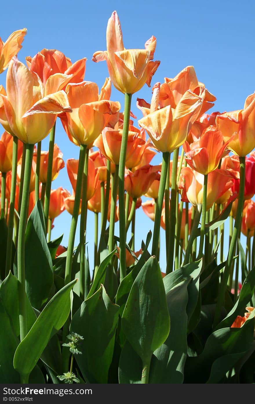 Orange & Yellow Shaded Tulips