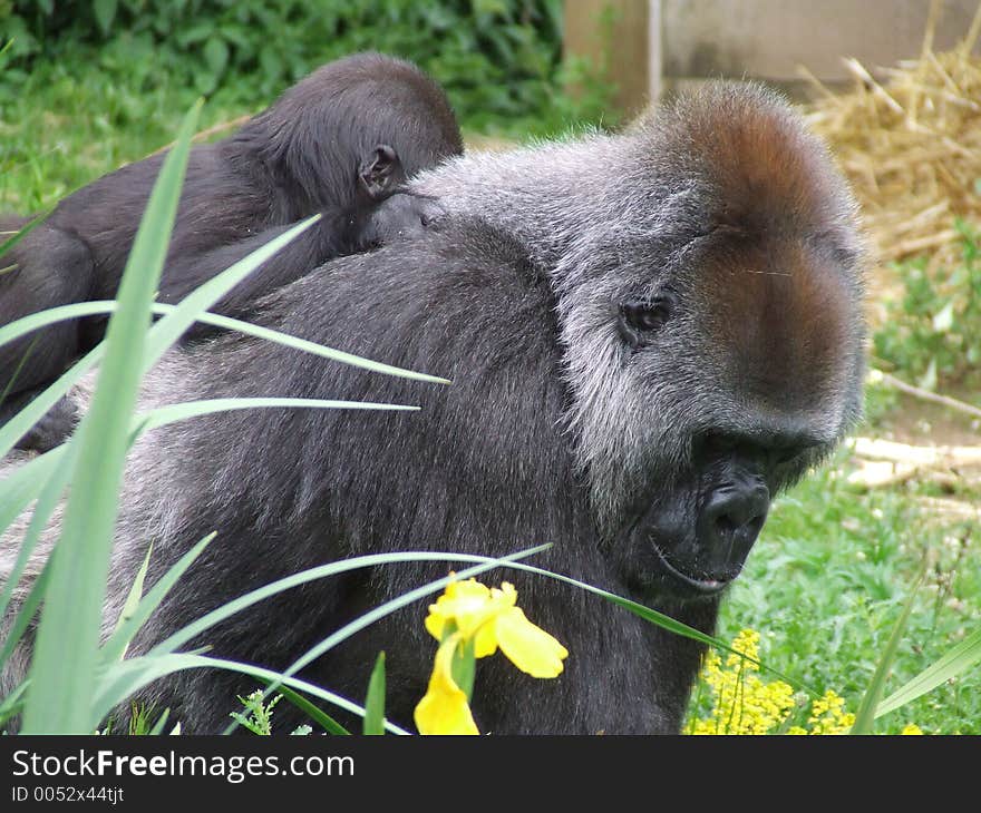 A mother and baby gorilla. A mother and baby gorilla