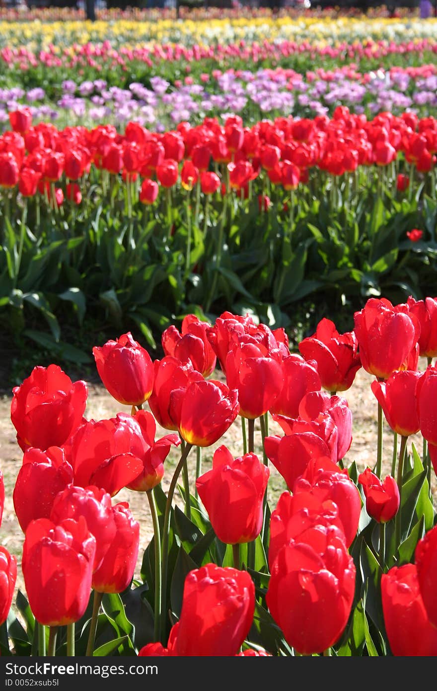 Holland Tulip festival. Holland Tulip festival