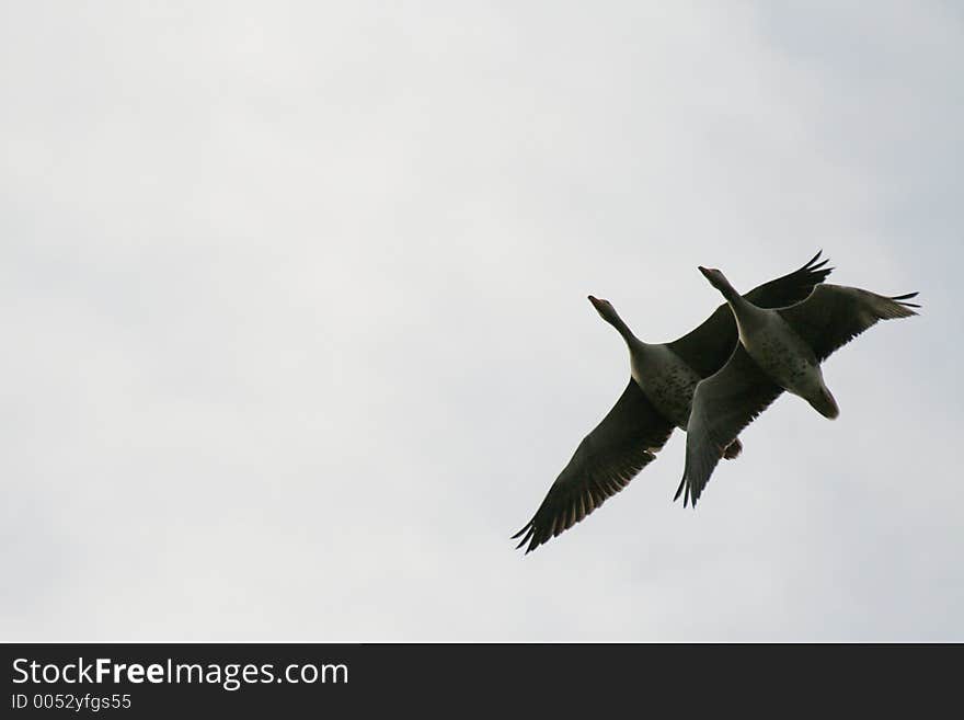 Flying geese