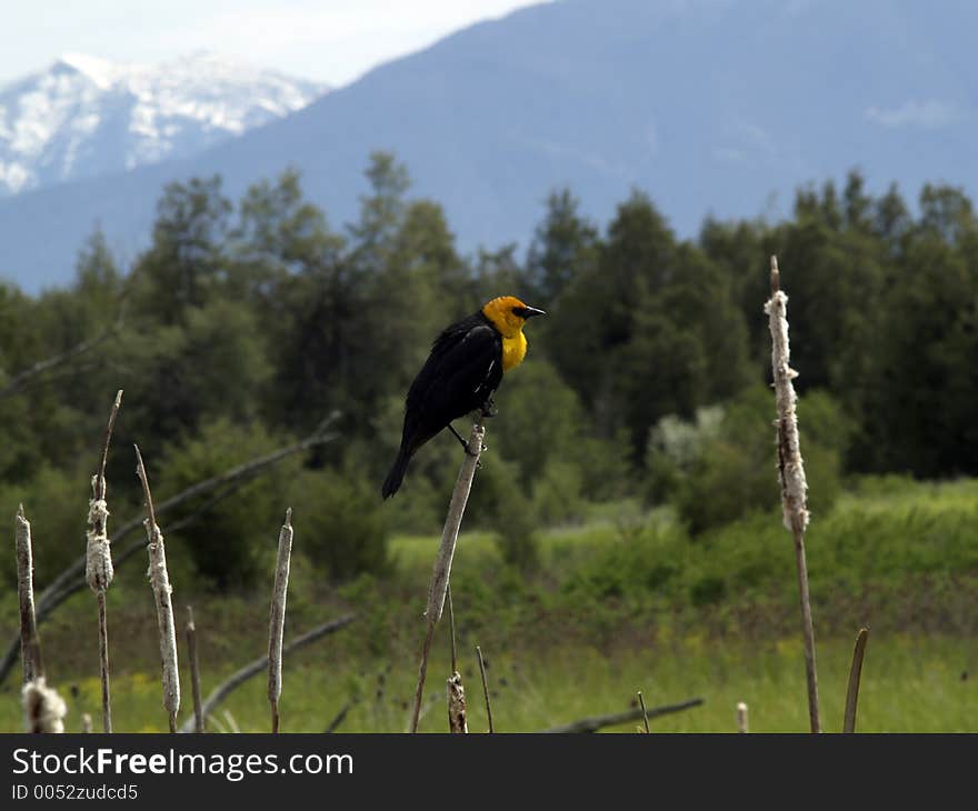 This picture, depicting the yellow-headed blackbird, was taken at the National Bison Range in western Montana.