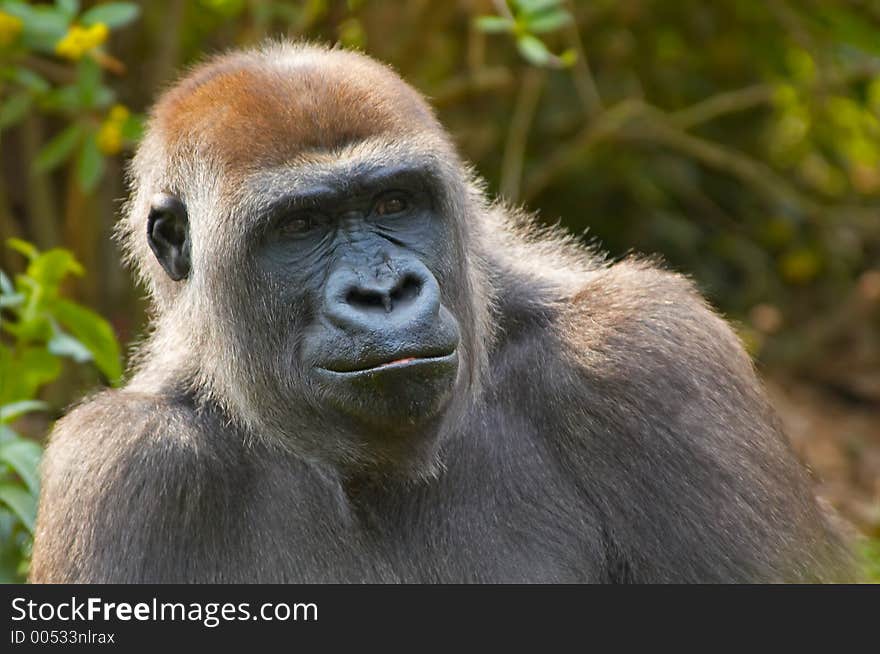 A portrait of a gorilla. A portrait of a gorilla