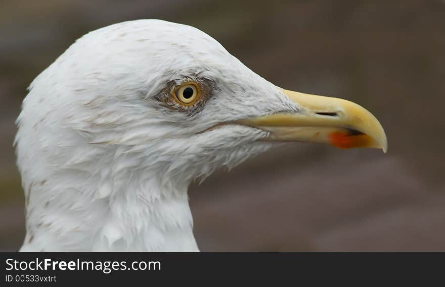 Portrait of a Wet looking seagull