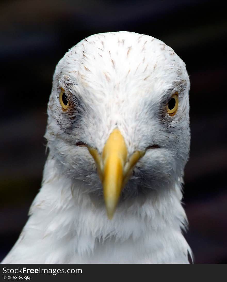 Angry looking Seagull