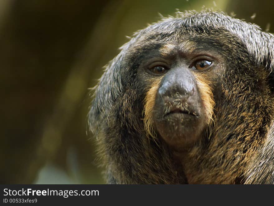 Monkey Closeup