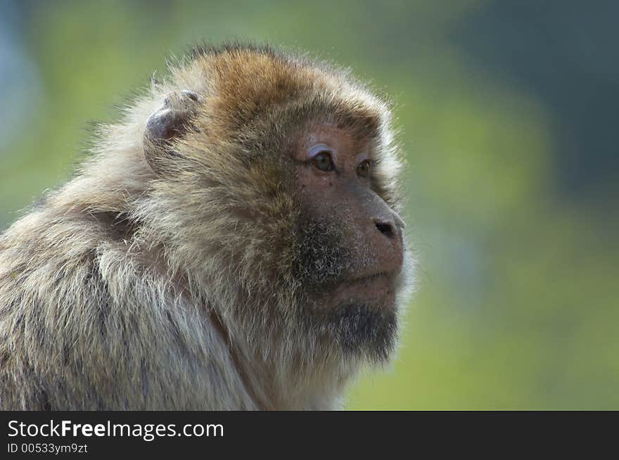 Portrait of a Barbary ape