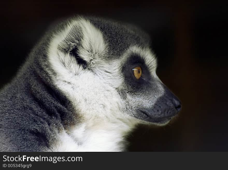 Ring Tailed Lemur Looking Sideways