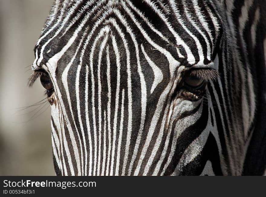 Portrait of a Zebra. Portrait of a Zebra