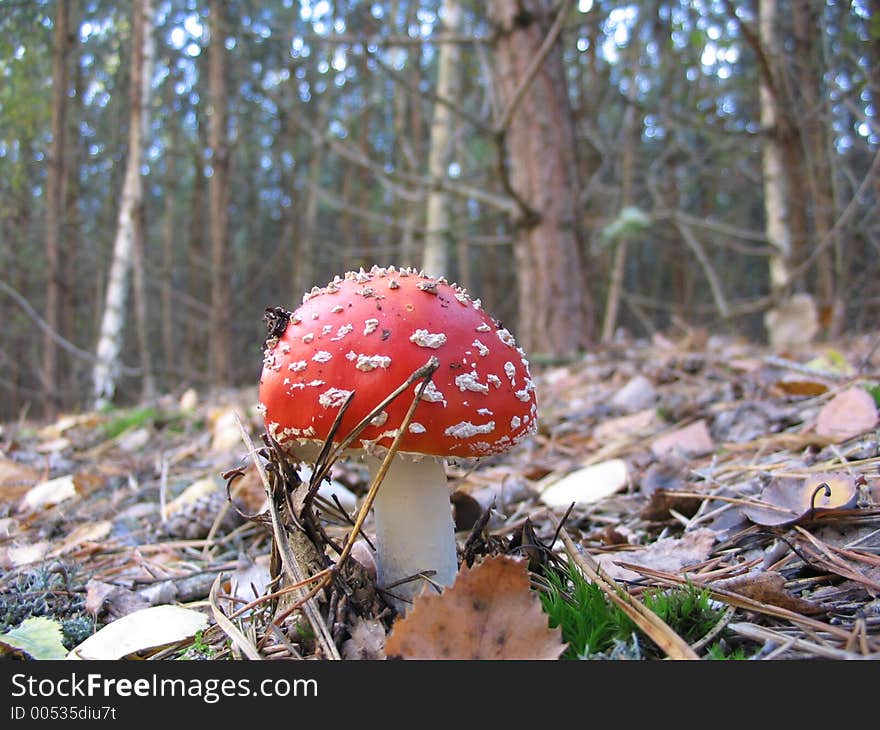 Red mushroom