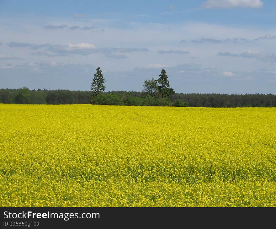 Rapeseed field in west Poland. Rapeseed field in west Poland