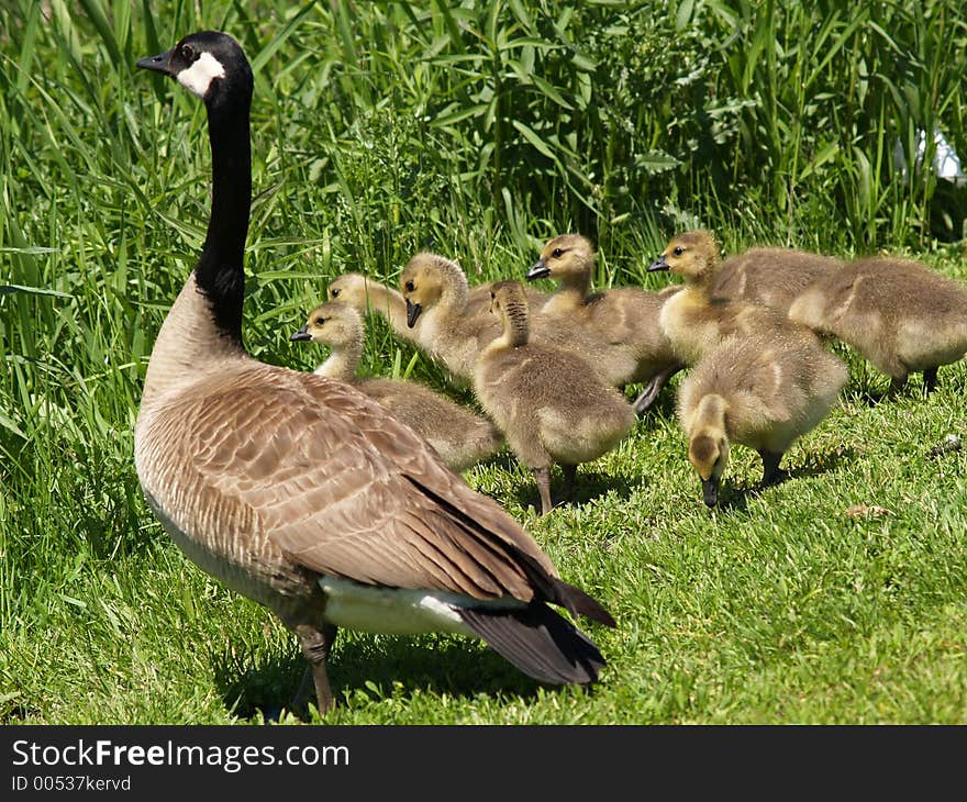 Mother goose with babies. Mother goose with babies