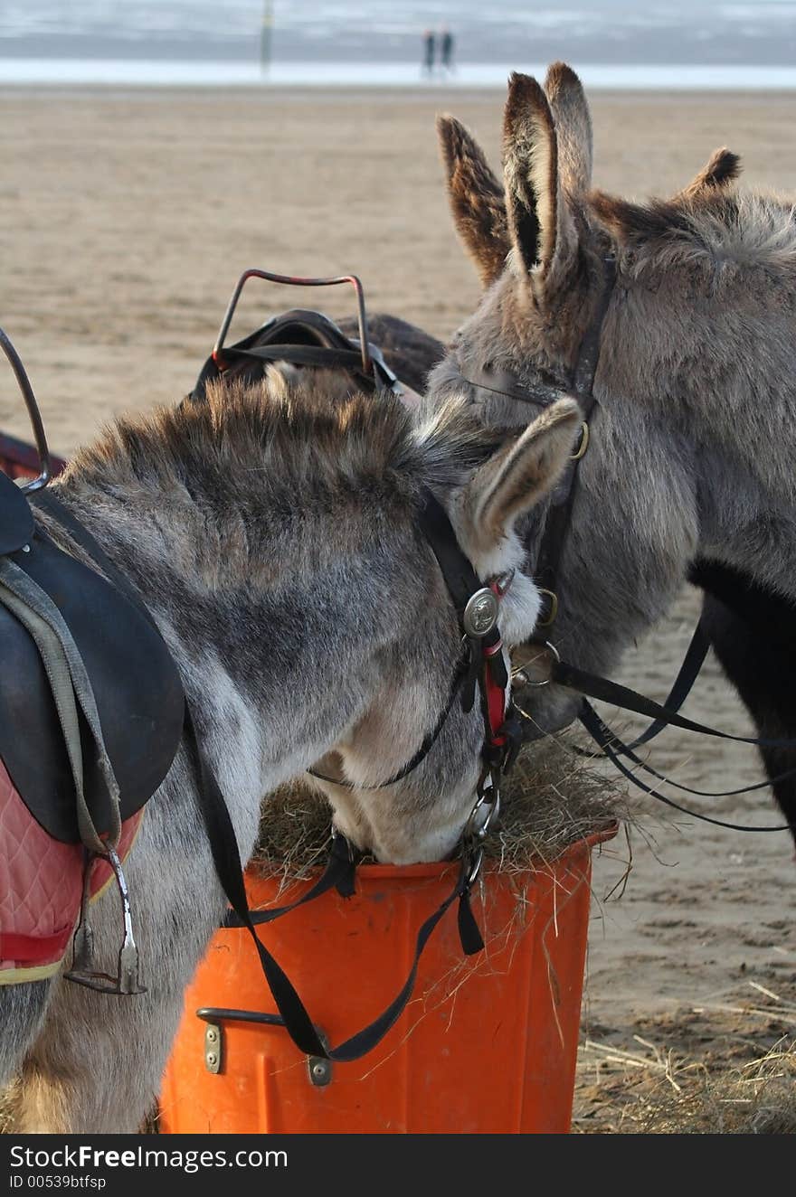 Beach Donkeys Eating Hay on Weston-Super-Mare beach