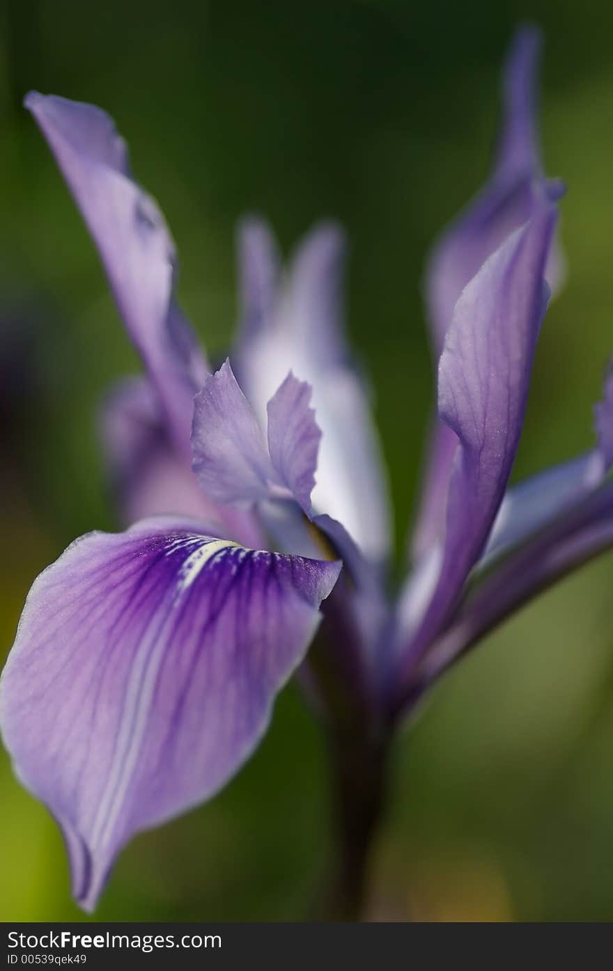 Purple Iris