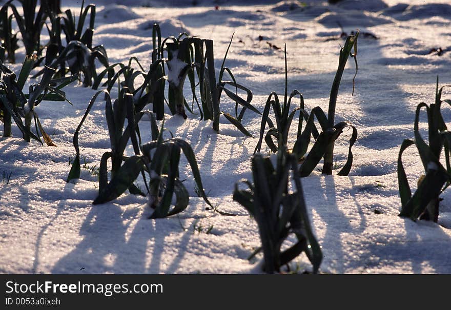 Winter vegetables. Winter vegetables