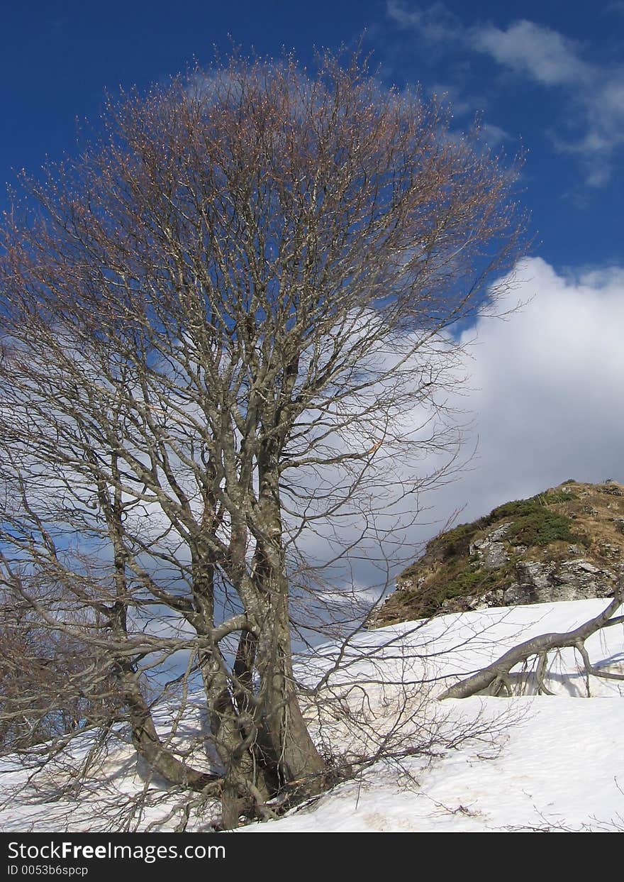 Tree on the mountains